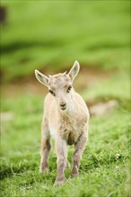 Alpine ibex (Capra ibex) youngster standing on a meadow, wildlife Park Aurach near Kitzbuehl,