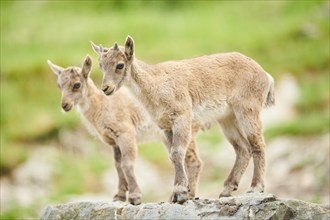 Alpine ibex (Capra ibex) youngsters, standing on a rock, wildlife Park Aurach near Kitzbuehl,