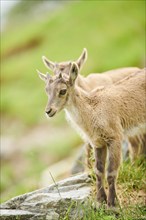 Alpine ibex (Capra ibex) youngster, standing on a rock, wildlife Park Aurach near Kitzbuehl,