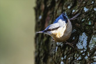 Eurasian Nuthatch, Sitta europaea bird in forest at winter sun