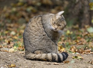 European wildcat (Felis silvestris) sitting on the forest floor and shaking its head, captive,