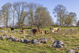 Cows with calves on a rocky meadow in a rural landscape in spring