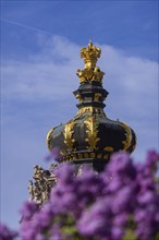 The lilacs bloom magnificently at the Zwinger moat, Dresden, Saxony, Germany, Europe