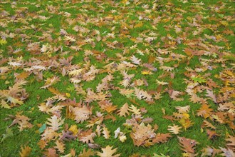 Close-up of fallen brown and yellow Quercus, Oak tree leaves on Poa pratensis, Kentucky Bluegrass