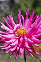 Deer antler dahlias (Dahlia), North Rhine-Westphalia, Germany, Europe