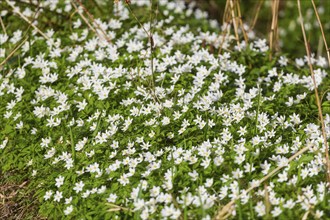 The Polenz is the right-hand, smaller headwaters of the Lachsbach in Saxony and flows through the