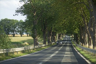 Chestnut avenue (Castanea) on a country road, Mecklenburg-Western Pomerania, Germany, Europe