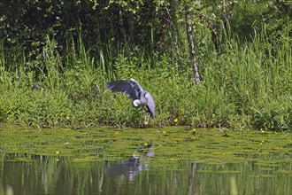 A heron flies over a loch surrounded by lush vegetation and reflective water, water lilies, Forth