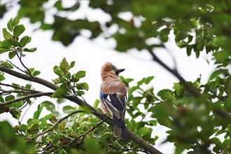 Eurasian jay (Garrulus glandarius) on a tree, July, Saxony, Germany, Europe