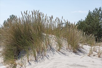 Sand dunes, marram grass, circular hiking trail, nature reserve, Darßer Ort, Born a. Darß,