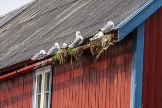 Seagulls on the roof of a typical red wooden house, fishing village Å i Lofoten, island