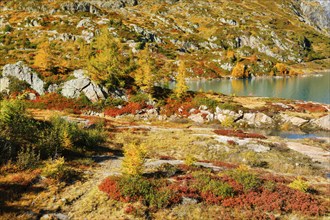 Autumn colours at Lac d'Emosson in the Valais mountains, Switzerland, Europe