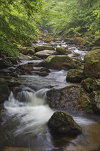 Ilse creek running in the Ilse valley, Ilsetal at the Harz National Park in summer, Saxony-Anhalt,