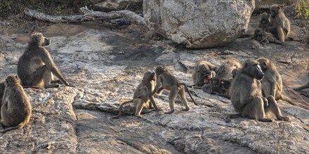 Herd of chacma baboons (Papio ursinus), animal family with adults and cubs, sitting on stones, cubs