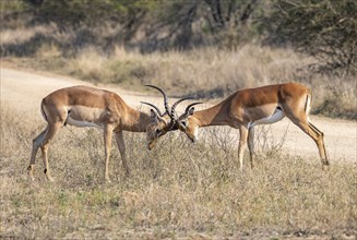 Impala (Aepyceros melampus), black heeler antelope, two males fighting, Kruger National Park, South