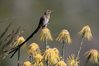 Cape Honeybird (Promerops cafer), adult, male, on flower, Protea, vigilant, Kirstenbosch Botanical