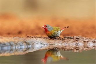 Green-winged pytilia (Pytilia melba), adult, at the water, Kruger National Park, Kruger National