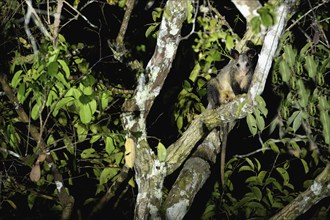 Commun Opossum, Didelphis marsupialis marsupialis, Amazon basin, Brazil, South America