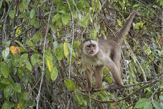 White fronted capuchin, Cebus albifrons, Amazon basin, Brazil, South America