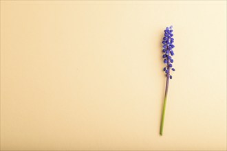 Blue muscari or murine hyacinth flower on orange pastel background. top view, flat lay, copy space,