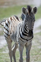 Young plains zebra (Equus quagga), wild, free-living, safari, ungulate, animal, black and white,