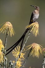 Cape Honeybird (Promerops cafer), adult, male, on flower, Protea, vigilant, Kirstenbosch Botanical