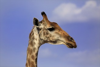 Southern giraffe (Giraffa camelopardalis giraffa), adult, portrait, Kruger National Park, Kruger