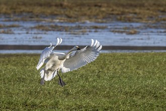 Tundra swan (Cygnus bewickii), landing, Emsland, Lower Saxony, Germany, Europe