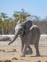 African elephant (Loxodonta africana), young animal running, funny cute baby animal, Etosha