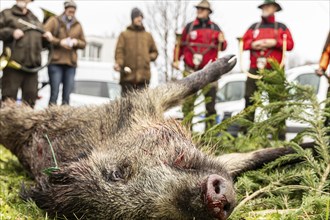 A shot wild boar after the hunt with hunting horns, driven hunt, social hunt in Schönbuch near