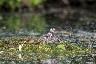 Great Crested Grebe (Podiceps cristatus), two chicks on the nest, Krickenbecker Seen, North