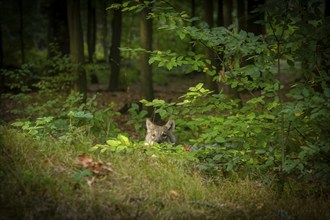 Moritzburg Game Reserve, Moritzburg, Saxony, Germany, Europe