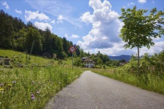 Cycle path with wildflowers and tree from the frog's perspective in a landscape near Biederbach,