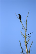 Carrion crow (Corvus corone), adult bird on a treetop, Bottrop, Ruhr area, North Rhine-Westphalia,