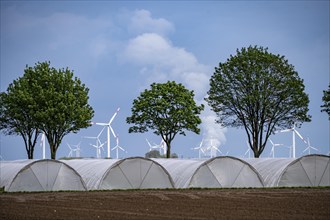 Agriculture, large areas with foil tunnels, for growing strawberries, south of Lövenich, belongs to