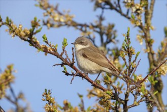 Lesser whitethroat (Sylvia curruca), perch, Quirnheimer Berg, Bad Dürkheim district,