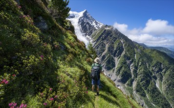 Mountaineer between alpine roses on a hiking trail, impressive mountain landscape with glacier,