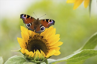 A peacock butterfly (Inachis io, Nymphalis io) approaching a sunflower in front of a blurred green