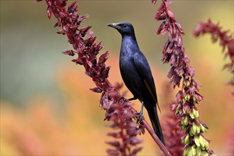 Red-winged starling (Onychognathus morio), adult, male, foraging, on honeybush (Melianthus major),