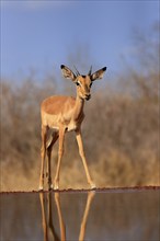 Black Heeler Antelope (Aepyceros melampus), young male, at the water, alert, Kruger National Park,