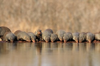 Zebra mongoose (Mungos mungo), adult, group, at the water, drinking, Kruger National Park, Kruger