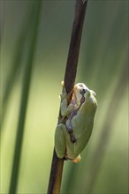 Tree frog (Hyla arborea), Lower Saxony, Germany, Europe