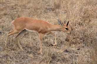 Steenbok (Raphicerus campestris), adult, male, running, foraging, alert, dwarf antelope, Kruger