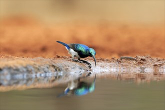 White-bellied Sunbird (Cinnyris talatala), adult, male, at the water, drinking, Kruger National