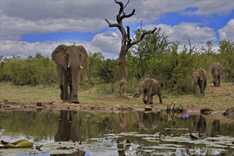 African elephant (Loxodonta africana), adult, female, mother, young, mother with young, at the