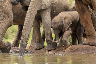 African elephant (Loxodonta africana), young animal, calf, baby elephant, mother, young animal with