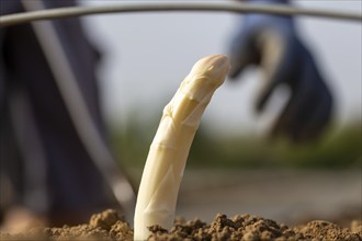 Asparagus harvest in the Palatinate