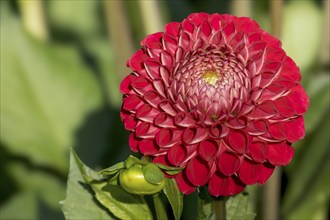 Red Dahlia, Dahlia, Münsterland, North Rhine-Westphalia, Germany, Europe