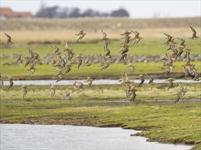 Eurasian Golden Plover (Pluvialis apricaria) flock in flight over a coastal lagoon, migrating