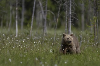 European brown bear, Karelia, Finland, Europe